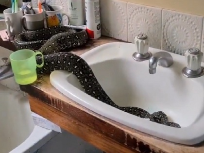 video of australia man captured python from bathroom viral and reaction social media | घर के बाथरूम में निकला विशाल सांप, फिर इस शख्स ने हाथ से पकड़कर बाहर निकाला, देखें वीडियो