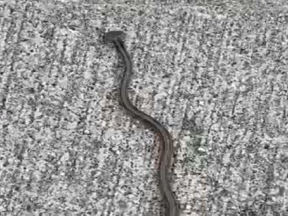 America Bizarre Snake found stuns experts which turns out to be a hammerhead worm | अमेरिका में अजीबोगरीब 'सांप' देख एक्सपर्ट हुए हैरान, आधे चांद जैसा है सिर, बाद में सामने आई ये सच्चाई