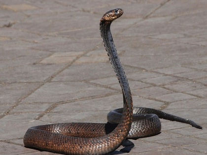 Village in Chhattisgarh and Madhya Pradesh where 21 snakes given in dowry to new married couple | अजब-गजब: यहां बेटी की शादी में दूल्हे को दहेज में दिए जाते हैं 21 जहरीले सांप!