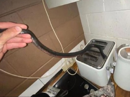 Australia woman finds snakes hidden behind her toaster in Kitchen as she enters to make breakfast | सुबह का नाश्ता बनाने जा रही थी महिला, तभी टोस्टर के पीछे से निकला काला सांप और फिर....