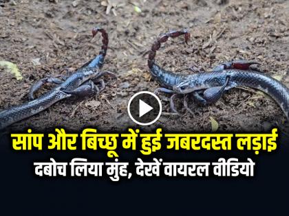 Snake And Scorpion Fight Video Goes Viral Saanp Aur Bichhoo Ki Ladai | VIDEO: सांप और बिच्छू में हुई जबरदस्त लड़ाई, दबोच लिया मुंह, देखें वायरल वीडियो Snake And Scorpion Fight Video Goes Viral Saanp Aur Bichhoo Ki Ladai | VIDEO: सांप और बिच्छू में हुई जबरदस्त लड़ाई, दबोच लिया मुंह, देखें वायरल वीडियो