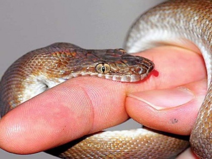 Simple Monsoon Health Tips: snake bite treatment at home, first aid, home remedies, management, images, prevention, medical treatment in Hindi | बारिश में सांप का कहर: सांप के डसने से रोज मरते हैं 300 लोग, 3 घंटे के भीतर करें ये 4 काम, बच सकती है जान