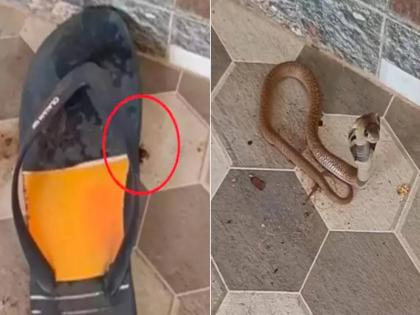 snake hide behind slipper and stand when footwear removed man shoot video | शख्स ने हटाया चप्पल तो फन मार खड़ा हो गया खतरनाक सांप और फिर....देखें वीडियो