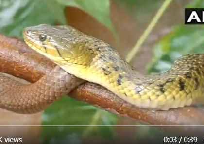 Karnataka: Snakes are forced to take shelter on trees due to strong currents in Tunga river, watch video | कर्नाटक: तुंगा नदी में तेज बहाव की वजह से पेड़ों पर शरण लेने को मजबूर है सांप, देखें वीडियो