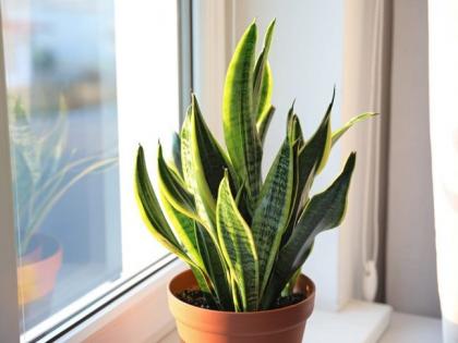 9 toxic houseplants that are dangerous for your health, that can cause kidney, stomach, and skin diseases | सेहत बिगाड़ सकते हैं घर की सुंदरता बढ़ाने वाले 9 पौधे, आपको बना सकते हैं किडनी रोग जैसी 20 बीमारियों का मरीज