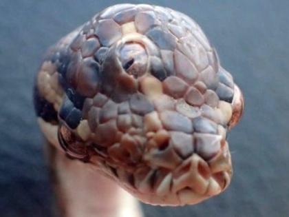 A three-eyed snake dubbed ‘Monty Python’ for its unusual deformity died weeks after it was found by wildlife authorities on a highway in northern Australia. | बाप रे बापः ऑस्ट्रेलिया में सांप मिला, नाम है 'मॉन्टी पायथन', उसके 2 नहीं 3 आंखें 