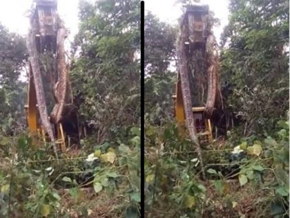 Caribbean forest huge snake video being lifted by crane goe viral on social media | दुनिया का सबसे बड़ा सांप? जंगल में क्रेन से उठाकर ले जाना पड़ा, वीडियो देख लोग हो रहे हैरान