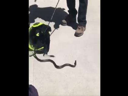 South Wales Snake inside in helmet viral video | फायरफाइटर के हेलमेट के अंदर छिपकर बैठा था सांप, वायरल वीडियो को देख आप भी चौंक जाएंगे South Wales Snake inside in helmet viral video | फायरफाइटर के हेलमेट के अंदर छिपकर बैठा था सांप, वायरल वीडियो को देख आप भी चौंक जाएंगे