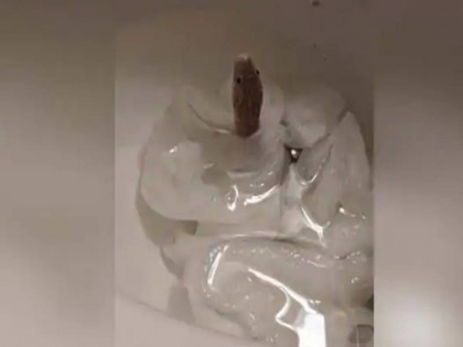 Snake out of the toilet girl screamed after seeing photo viral | टॉयलेट में निकल आया खतरनाक सांप, देख कर हालत हुई खराब, फोटो वायरल