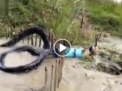 Video: Giant snake stuck in drum, fluttering for hours, watch viral video | Video: ड्रम में फंस गया विशालकाय सांप, घंटों छटपटाता रहा, देखें सोशल मीडिया पर वायरल वीडियो