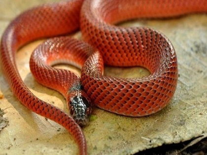 OMG: unique red coral snakes found Dudhwa National Park | OMG: यहां 82 साल बाद फिर से दिखा इस दुर्लभ प्रजाति का सांप