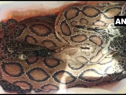 A five-foot python found on the back seat of the autorickshaw | ऑटोरिक्शा की पीछे वाली सीट पर पांच फुट का मिला अजगर