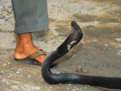 Man sleeps with 'detoxified' cobra almost gets killed after shop sends the wrong snake | डिटॉक्सिफाई कोबरा समझकर साथ सोया युवक, काटने पर मरते-मरते बचा 