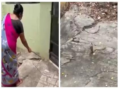 woman gently requets cobra to leave her house in coimbatore viral video | घर में घुसा कोबरा सांप तो महिला ने कुछ इस तरह से भगाया, विनम्र निवेदन कर कहा जाने को, वीडियो वायरल