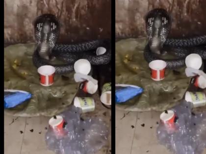 Cobra Found in Ghaziabad jail up Video Goes Viral | यूपी की जेल में मिला जहरीला कोबरा, कैदियों में मचा हड़कंप; वीडियो वायरल