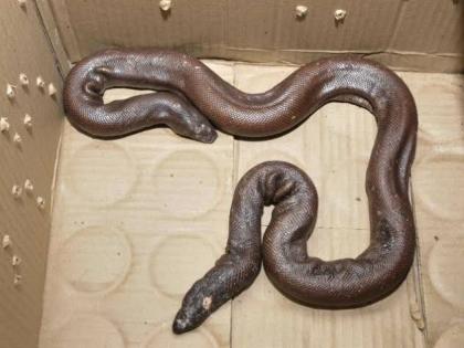 Madhya Pradesh: Two snake worth about Rs 1.25 crore seized, five accused arrested | मध्यप्रदेश: करीब सवा करोड़ रुपए की कीमत का दोमुंहा सांप बरामद, पांच आरोपी गिरफ्तार Madhya Pradesh: Two snake worth about Rs 1.25 crore seized, five accused arrested | मध्यप्रदेश: करीब सवा करोड़ रुपए की कीमत का दोमुंहा सांप बरामद, पांच आरोपी गिरफ्तार