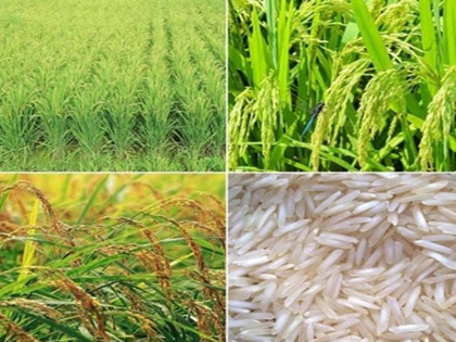 some european countries do not need inspection certificate for six months for rice export | चावल निर्यात: 6 महीने के लिए इन यूरोपीय देशों में प्रमाणपत्र की अनिवार्यता हुई खत्म, जानें पूरा डिटेल