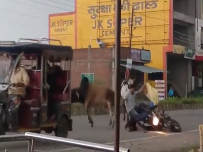 sp leader Akhilesh Yadav targets CM Yogi shares video of up bulls | Video: यूपी के सांड़ों का वीडियो शेयर कर अखिलेश यादव ने सीएम योगी पर साधा निशाना, लिखा-आज का ‘सांड समाचार’ कौशांबी से
