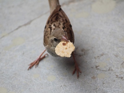 World Sparrow Day: Sparrow population decreased by 60 to 80 percent, this little bird may become history | विश्व गौरैया दिवस: गौरैया की आबादी में 60 से 80 फीसदी तक की कमी, कहीं इतिहास न बन जाए ये नन्हीं चिड़िया