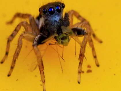 Australian woman discovers new spider species which has 8 Eyes and blue face | ऑस्ट्रेलिया: घर के आंगन में महिला ने खोजी मकड़ी की नई प्रजाति, इसकी हैं 8 आंखें, देखिए हैरान करने वाली तस्वीरें