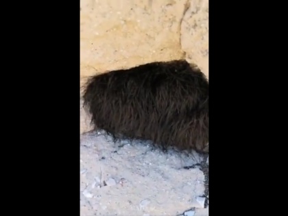 Viral Video: Hiker pokes sleeping animal. What happens next is the stuff of nightmares | VIDEO: गुफा में जानवर समझ छेड़ा, निकला कुछ ऐसा जो सोच भी नहीं सकते