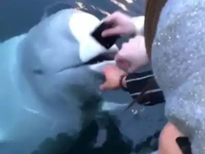 WATCH Beluga whale retrieves woman's phone dropped in sea | बेलुगा व्हेल ने पानी में गिरा महिला का फोन लौटाया, वायरल हुआ वीडियो