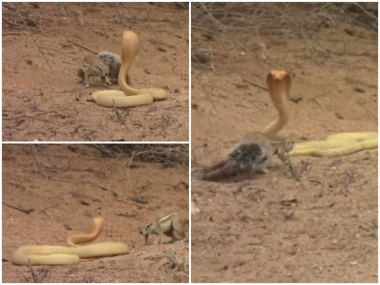 Brave mother squirrel battles deadly cobra to protect her babies Watch video | बच्चों को बचाने के लिए खतरनाक कोबरा से भिड़ गई गिलहरी, VIDEO में देखें फिर क्या हुआ