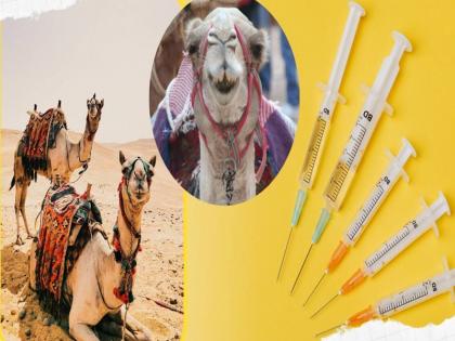 saudi arabia news 40 camels barred from beauty content over botox video viral | ब्यूटी कांटेस्ट से पहले सुंदर दिखाने के लिए कराई सर्जरी, प्रतियोगिता से 40 ऊंट कर दिए गए बाहर, मालिकों पर भारी जुर्माना भी लगा saudi arabia news 40 camels barred from beauty content over botox video viral | ब्यूटी कांटेस्ट से पहले सुंदर दिखाने के लिए कराई सर्जरी, प्रतियोगिता से 40 ऊंट कर दिए गए बाहर, मालिकों पर भारी जुर्माना भी लगा