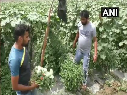 Strawberry farmers in Sambhal say they are facing losses due to Coronavirus Lockdown | Coronavirus: लॉकडाउन के कारण किसानों को हो रहा भारी नुकसान, लाख रुपए का माल हुआ खराब