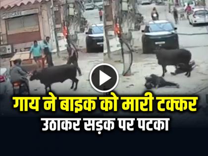 Stray Cattle Attack in Bikaner Video Goes Viral on Social Media | VIDEO: गाय ने बाइक सवार को मारी टक्कर, उठाकर सड़क पर पटका, देखें वीडियो Stray Cattle Attack in Bikaner Video Goes Viral on Social Media | VIDEO: गाय ने बाइक सवार को मारी टक्कर, उठाकर सड़क पर पटका, देखें वीडियो