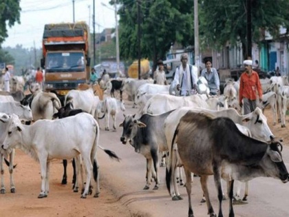 Stray cattle is the problem of uttar pradesh people | पंकज चतुव्रेदी का ब्लॉगः आफत बनते आवारा मवेशी 
