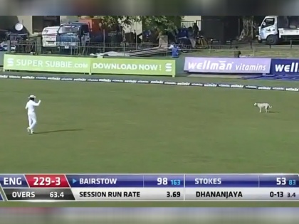 Stray dog storms pitch in Sri Lanka vs England colombo test, Jonny Bairstow had to wait for century, video | SL vs ENG: कोलंबो टेस्ट के दौरान मैदान में घुसा कुत्ता, जॉनी बेयरस्टो को शतक के लिए करना पड़ा इंतजार, देखें वीडियो