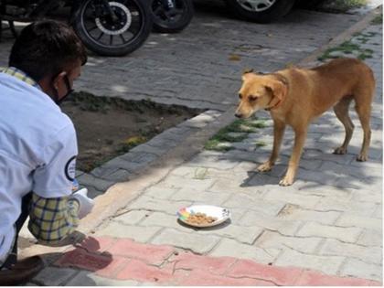 stray dog rape by nagpur man arrested by maharashtra police video went viral | वीडियो: कुत्ते के साथ यौन संबंध बनाने के आरोप में 40 साल का शख्स हुआ गिरफ्तार, घटना का क्लिप हुआ वायरल