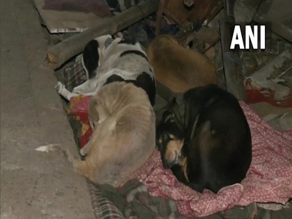 stray dogs bitting cases inceasing steps must be taken to protect citizens | ब्लॉग: कुत्तों के काटने के मामले में लगातार बढ़ोतरी के बावजूद नहीं उठाए जा रहे कोई ठोस कदम, सबसे ज्यादा महाराष्ट्र में देखे गए मामले