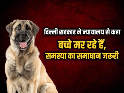 Stray dogs issue Children are dying, solution to the problem is necessary, Delhi government told the court | आवारा कुत्तों का मामला: बच्चे मर रहे हैं, समस्या का समाधान जरूरी, दिल्ली सरकार ने न्यायालय से कहा...
