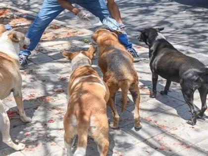 Bengaluru civic body launches pilot project to implant rice grain-sized microchip in stray dogs | बेंगलुरु सिविक बॉडी ने आवारा कुत्तों में चावल के दाने के आकार के माइक्रोचिप प्रत्यारोपण का पायलट प्रोजेक्ट शुरू किया