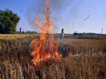 punjab more more than 700 cases of stubble burning were reported fine of Rs 2,500 per acre in haryana | तमाम प्रयासों के बावजूद पंजाब में पराली जलाने के 700 से अधिक मामले आए सामने, हरियाणा में प्रति एकड़ 2,500 रुपये का जुर्माना