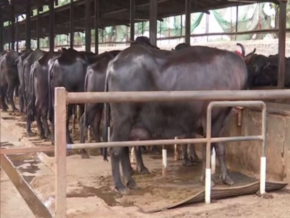 Sudden death of more than 30 buffaloes in Haryana claims animals died unconscious after eating chemical-laden fodder | हरियाणा में 30 से भी ज्यादा भैंसों की हुई अचानक मौत, आरोप-रसायन युक्त चारा खाने से बेहोश होकर मर गए जानवर