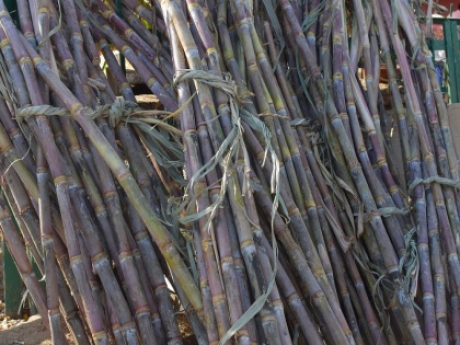 Only Central Govt has Exclusive right to set minimum price of sugarcane: Apex court | केवल केंद्र के पास ही गन्ने का न्यूनतम मूल्य तय करने का विशिष्ट अधिकार है: सुप्रीम कोर्ट