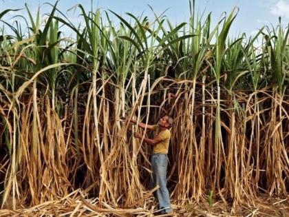 Punjab Cabinet Sugarcane price increased by Rs 11 per quintal new rate Rs 391 per quintal, bumper profit to farmers in Punjab | Punjab Cabinet: गन्ने की कीमत में 11 रुपये प्रति क्विंटल की बढ़ोतरी, नई दर 391 रुपये प्रति क्विंटल, पंजाब में किसानों को बंपर फायदा