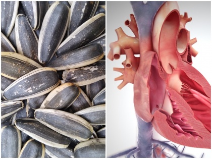 want to control bad cholesterol keep your heart young eat handful of sunflower seeds every morning empty stomach know benefits | अगर करना है बैड कोलेस्ट्रोल को कंट्रोल और रखना है दिल को हमेशा जवां तो रोज सुबह खाली पेट खाएं एक मुठ्ठी सूरजमुखी का बीज, जानें इसके 2 फायदे