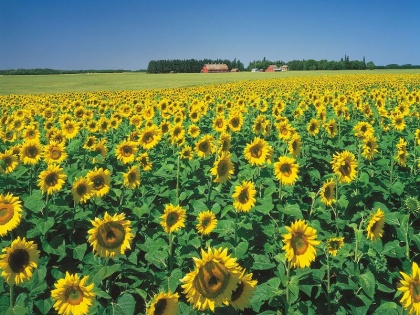Haryana govt agrees to ‘fair price’ on sunflower crops, no clarity on MSP yet | हरियाणा सरकार सूरजमुखी की फसलों के 'उचित मूल्य' पर राजी, MSP पर अभी तक कोई स्पष्टता नहीं