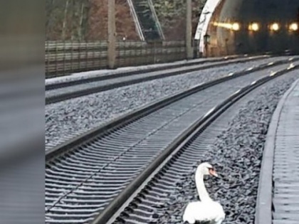 After Hans' death, 23 trains in Germany due to second goose mourning on the track, know the whole matter | हंस की मौत के बाद पटरी पर शोक मना रहे दूसरे हंस के कारण जर्मनी में 23 ट्रेनें हुई लेट, जानें पूरा मामला