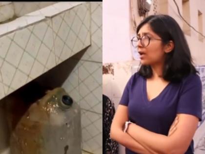 Swati Maliwal seizes 50 liters of acid after a surprise inspection of a public toilet in Delhi's Daryaganj area | दिल्ली: स्वाती मालीवाल ने MCD को लगाई फटकार, सार्वजनिक शौचालय में औचक निरीक्षण के दौरान 50 लीटर तेजाब मिलने से हड़कंप