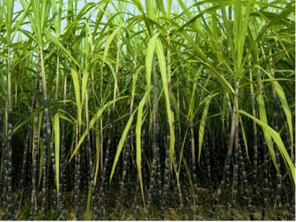 sweet bamboo farming, govt want to increase farmers income uttar pradesh | UP में मीठे बांस की खेती से किसानों की आय बढ़ाने की तैयारी, लोगों को दी जा रही ट्रेनिंग