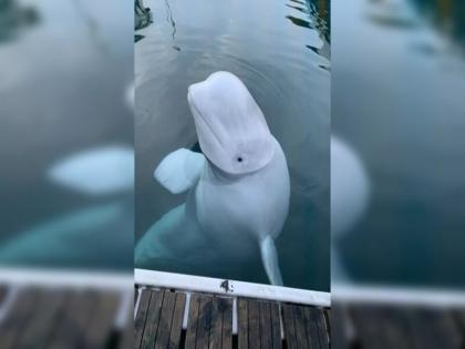 Russia spy beluga whale Hvaldimir found dead in Norway 14 feet long and weighing 2,700 pounds | रूस की जासूसी बेलुगा व्हेल नॉर्वे में मृत पाई गई, 14 फुट लंबी और 2,700 पाउंड वजनी 'ह्वाल्डिमिर' के बारे में जानिए Russia spy beluga whale Hvaldimir found dead in Norway 14 feet long and weighing 2,700 pounds | रूस की जासूसी बेलुगा व्हेल नॉर्वे में मृत पाई गई, 14 फुट लंबी और 2,700 पाउंड वजनी 'ह्वाल्डिमिर' के बारे में जानिए