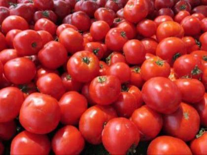 Tomato has become cheaper government again reduced the price now only 1 kg at rs 80 | सस्ता हुआ टमाटरः सरकार ने फिर घटाए दाम, अब सिर्फ इतने में मिल रहा 1 किलो, जानें कहां? Tomato has become cheaper government again reduced the price now only 1 kg at rs 80 | सस्ता हुआ टमाटरः सरकार ने फिर घटाए दाम, अब सिर्फ इतने में मिल रहा 1 किलो, जानें कहां?