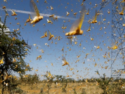 locusts attack video A swarm of locusts was seen in Bikaner city yesterday | Tiddi Dal Attack: टिड्डियों ने किया भीषण हमला, घरों में कैद हुए लोग.. सामने आया डरा देने वाला वीडियो