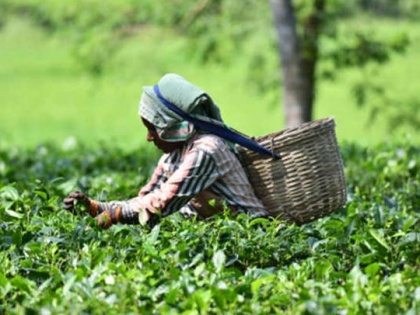 'Organized tea production may be reduced by 4-5 million kg in 2020' | ‘संगठित क्षेत्र का चाय उत्पादन वर्ष 2020 में चार-पांच करोड़ किलो कम रह सकता है’