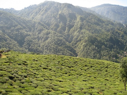 Darjeeling tea industry incurs a loss of Rs 200 crore from lockdown, needs government help | Coronavirus: लॉकडाउन से दार्जिलिंग चाय उद्योग को 200 करोड़ रुपये का घाटा, सरकारी मदद की दरकार